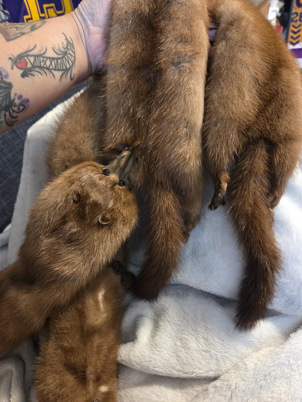 The Halle Bros Co 4 Pelt Mink